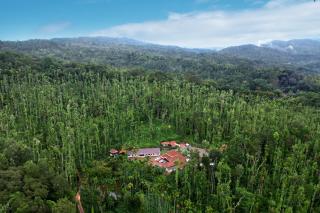 Jungle Greens Homestay - 150Y Old Coffee Estate, Home Food, Jungle Safari - 0