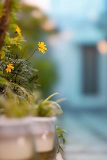 Homestay Nhà Của Gấu - Dốc Lết - 4