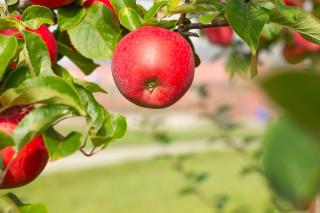 Charming tiny house with panorama view - 2