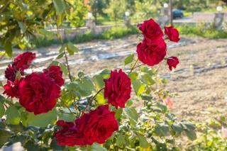 Kipseli Olive Grove House by elite - 0