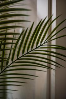 Rapallo - Monolocale con piscina - 2