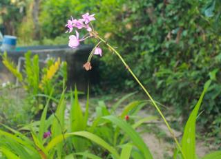 Tisha Homestay Mirissa - 4