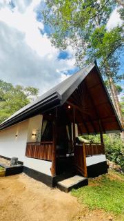 rainforest river song - 7