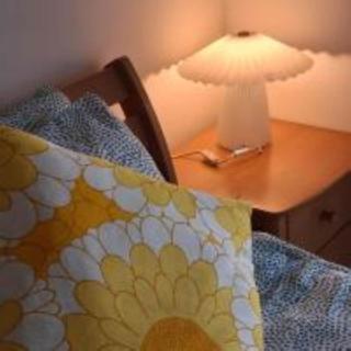 Cyprus Sunflower - 5