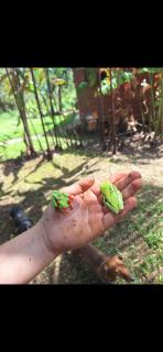 Cabañas Rusticas Raíz de Fuego - 4