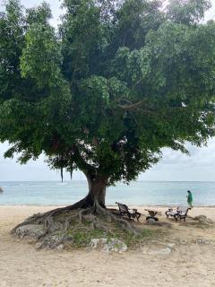 Accès direct plage, Piscine tropicale, Fibre internet et citerne - 1