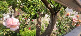 Guesthouse AB Berat - 9