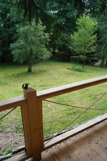 Patak Kuckó cabin ház - 9