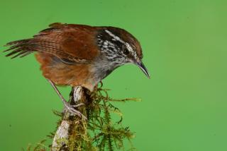 Birdwatchers House y Lodge - 1