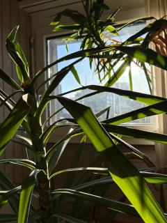 Urban Oasis - Green attic in Iconic Langstrasse - 2