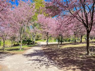 Cozy Studio Near Roihuvuori Japanese Garden - 3