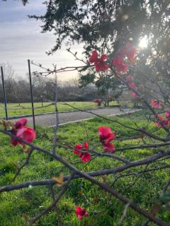 GITE COCOTTE LUBERON, FORCALQUIER - 8