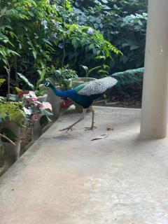 Bamboo Grove Villa - 2