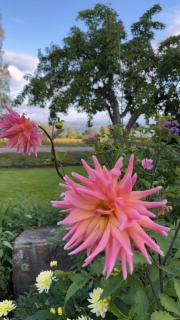 Sjönära stuga i flogned - 9