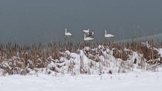 MILOSEV KONAk kuća na jezeru - 6
