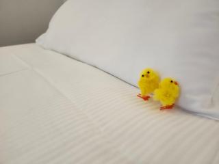 Dimora in Prato - Padua - 8