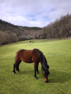 Casa Grande de Covas-Apartamentos Boutique Turísticos- Ribeira Sacra - 6