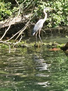 Large House Boat - 8