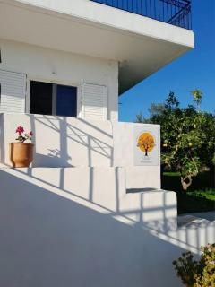 Sunsets and Olive Trees - 6