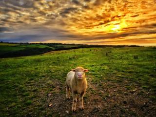 Sea sunset view outdoor bath Pet friendly - 3