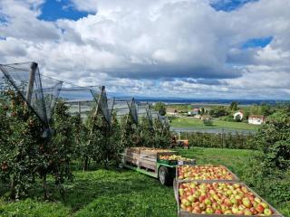 Ferienwohnung Obstgarten - 2