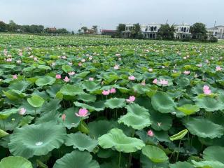 Vườn vua thanh thuỷ - 8