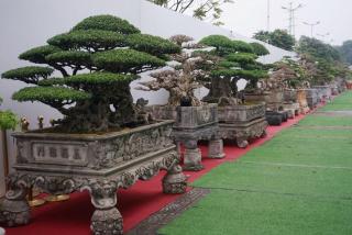 Paradise Home 41DT - 2