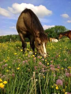 Homnest - Brise Jurassienne - 20 min Lacs & Cascade - 7