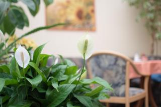 Pension Regina - Inh. Monique Kluge - Gotha - 5