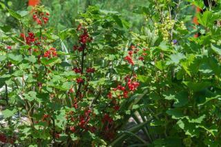 Völgykapu Vendégház - 5