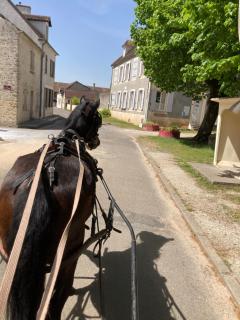 Maison Dog Friendly - 2