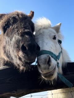 Leśny Zakątek Uroczysko - Domek z Balią - 5