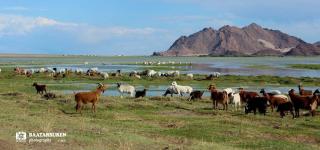 Mongolian Nomadic Herders - 8