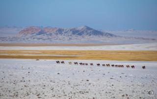 Mongolian Nomadic Herders - 7