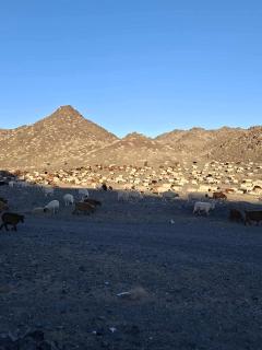 Mongolian Nomadic Herders - 3