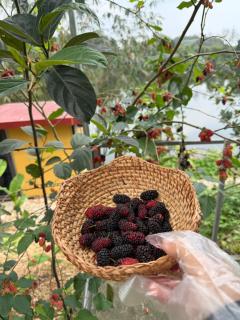 Fish Farm Homestay - 9