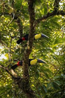 Ilan Ilan Tortuguero - 2