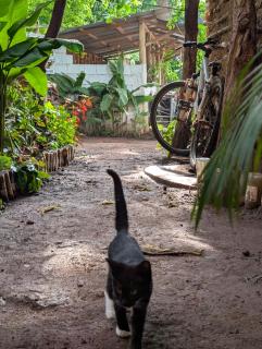 Backyard Eco Bungalows Moshi - 2