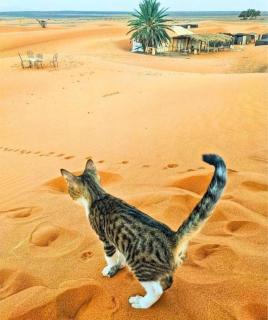 luna camp merzouga - 4