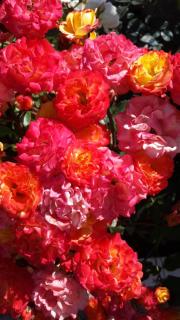 Elisabeth Villas - 7