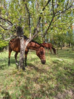 Finca La Penúltima-Posada - 7