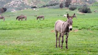 Burro Springs - Close to Lake and Slopes - 6