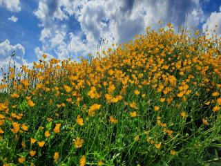 Sugar Farm Weideblick - 9