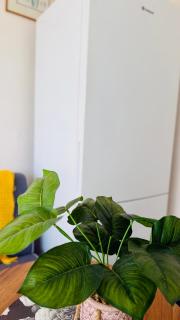 Tranquil Haven Retreat - 8