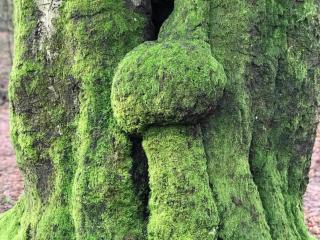 Stylish Bungalow in Hoenderloo for 6 - 4