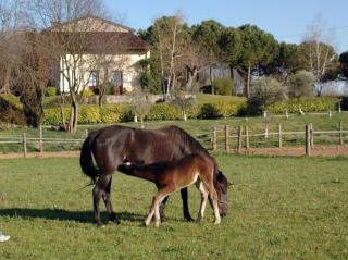 Cottage delle Scuderie - 3