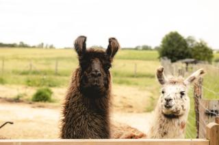 Lama Émoi - Parcel Tiny House - Tiny House à 5mn du Zoo de Beauval entourée par les lamas MAE-0443 - 8