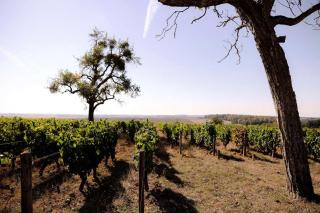 Cave Nérot - Parcel Tiny House - Tiny House au coeur des vignes proche Sancerre MAE-1243 - 6
