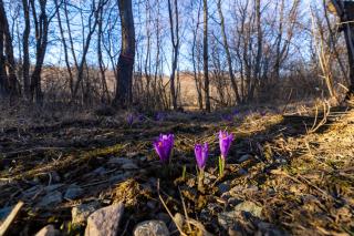 Cabana Alpinest & Sauna & Air conditioners - 7