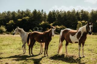 Marottin - Parcel Tiny House - Tiny House au coeur de la Normandie entourée par les chevaux MAE-9041 - 9